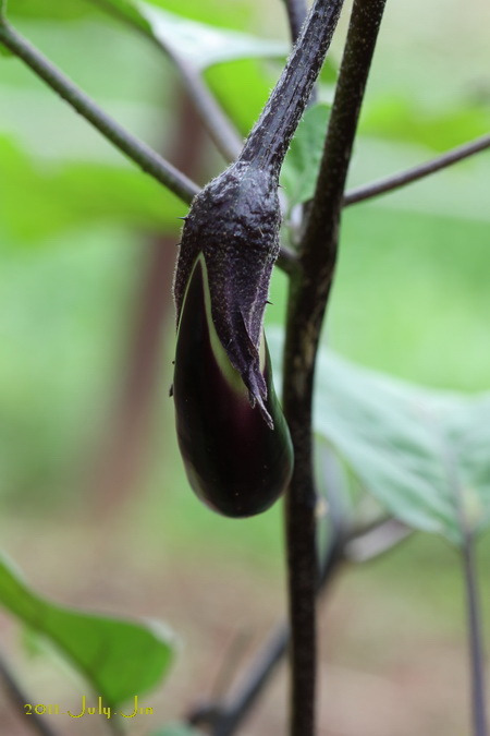 가지