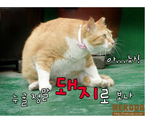 그루밍 이미지